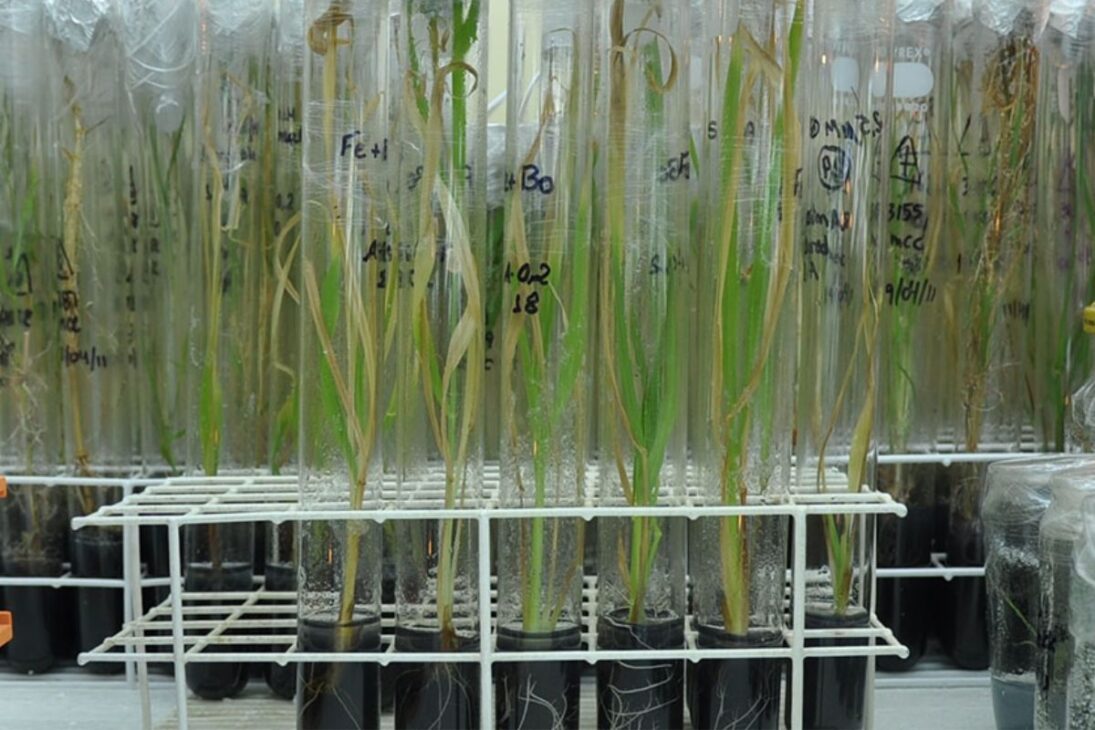 O capim-elefante (Cenchrus purpureus) é cultivado em larga escala nas regiões tropicais e subtropicais devido à sua alta capacidade de crescimento e rendimento