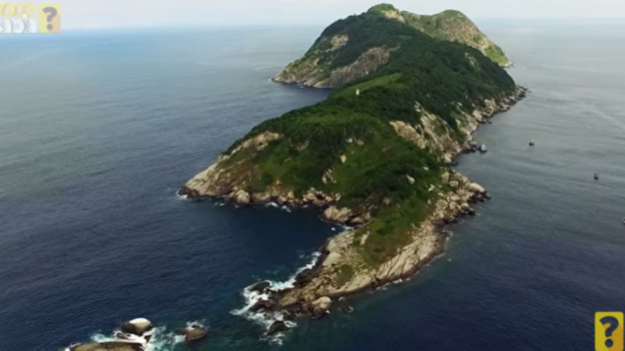 Esta pequena ilha em SP tem 4.000 das cobras mais letais do planeta, mas seu isolamento pode revolucionar a medicina