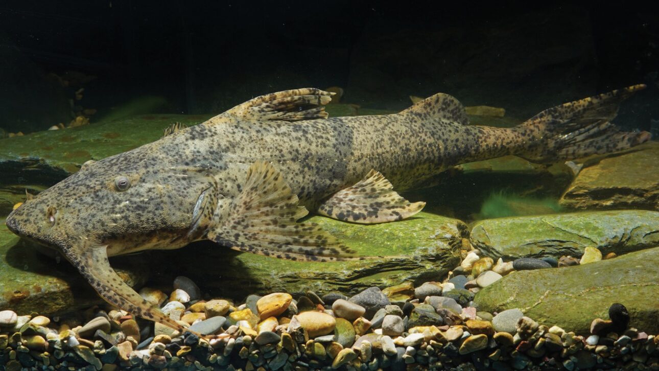 igante do rio Salween : espécime da espécie Bagarius protos capturado na província de Yunnan, China. (Imagem: Zeng & Chen 2025)
