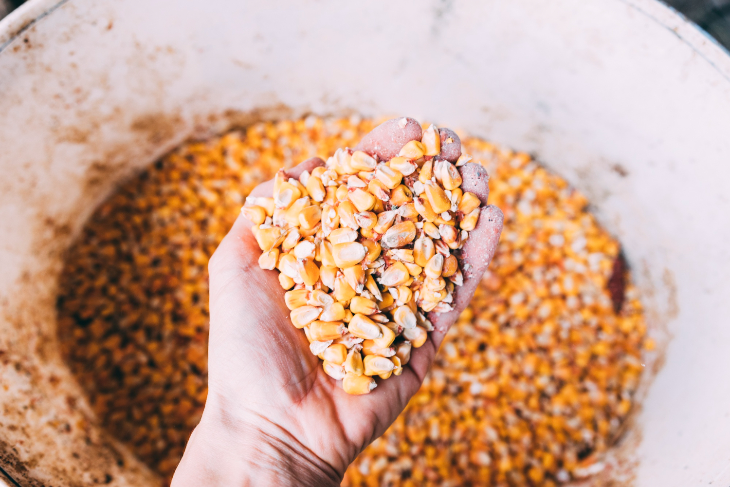 No último dia 22 de outubro, o Programa de Venda em Balcão ganhou um novo impulso no Sertão pernambucano, com o apoio da Companhia Nacional de Abastecimento (Conab)