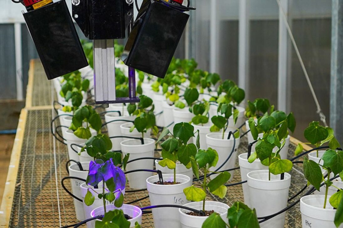 O LumiBot funciona à noite, em ambiente escuro, para eliminar interferências de luz externa e evitar que a fotossíntese influencie os resultados