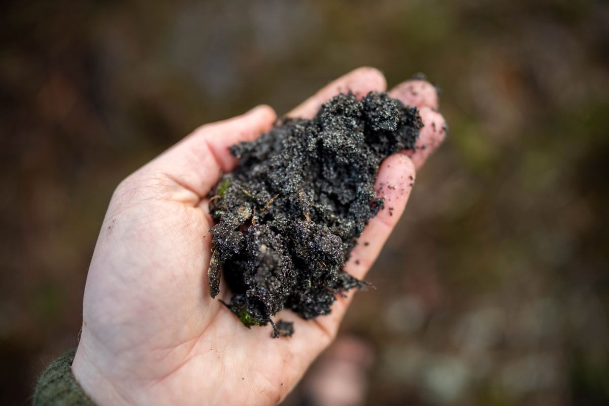 Pesquisa revela que o biochar reduz 51% do metano na compostagem, acelera a decomposição e torna o solo mais fértil