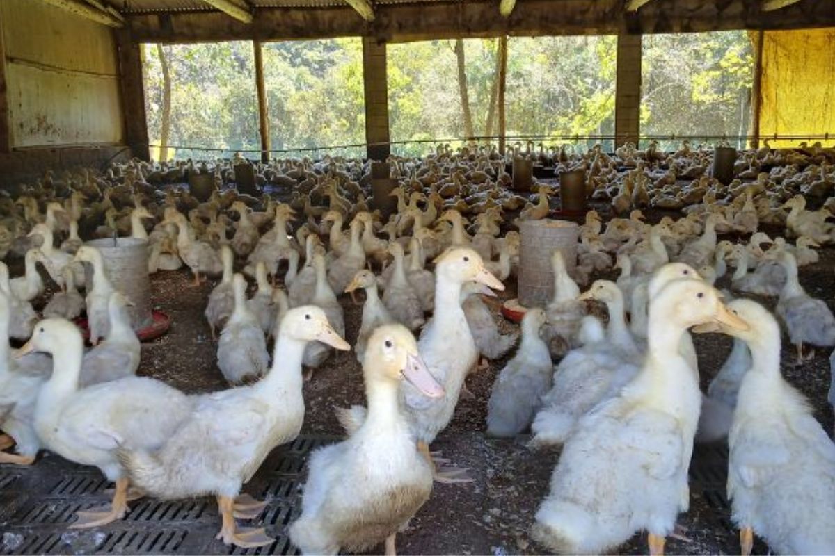 A criação de marrecos em Santa Catarina é uma das atividades rurais que melhor representam a união entre tradição e inovação no Vale do Itajaí