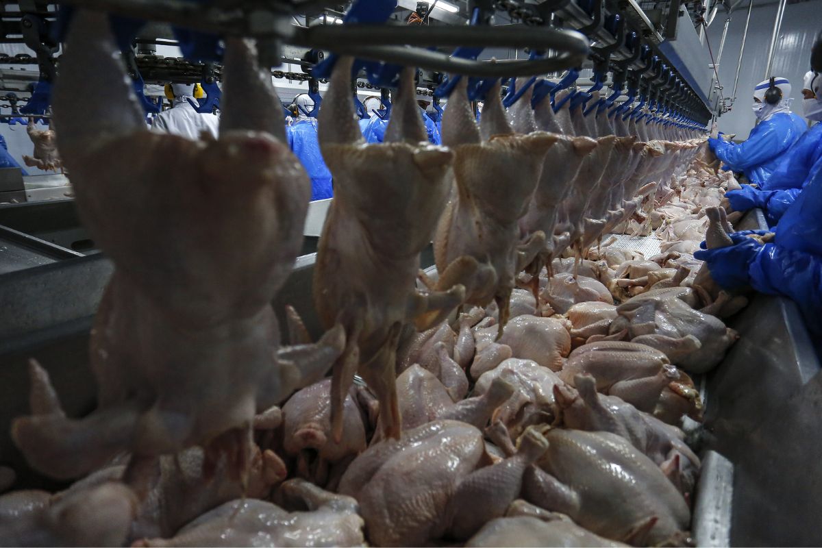 As exportações de frango no Paraná voltam a ganhar destaque com a retomada das vendas para a Malásia, um mercado estratégico para o agronegócio brasileiro