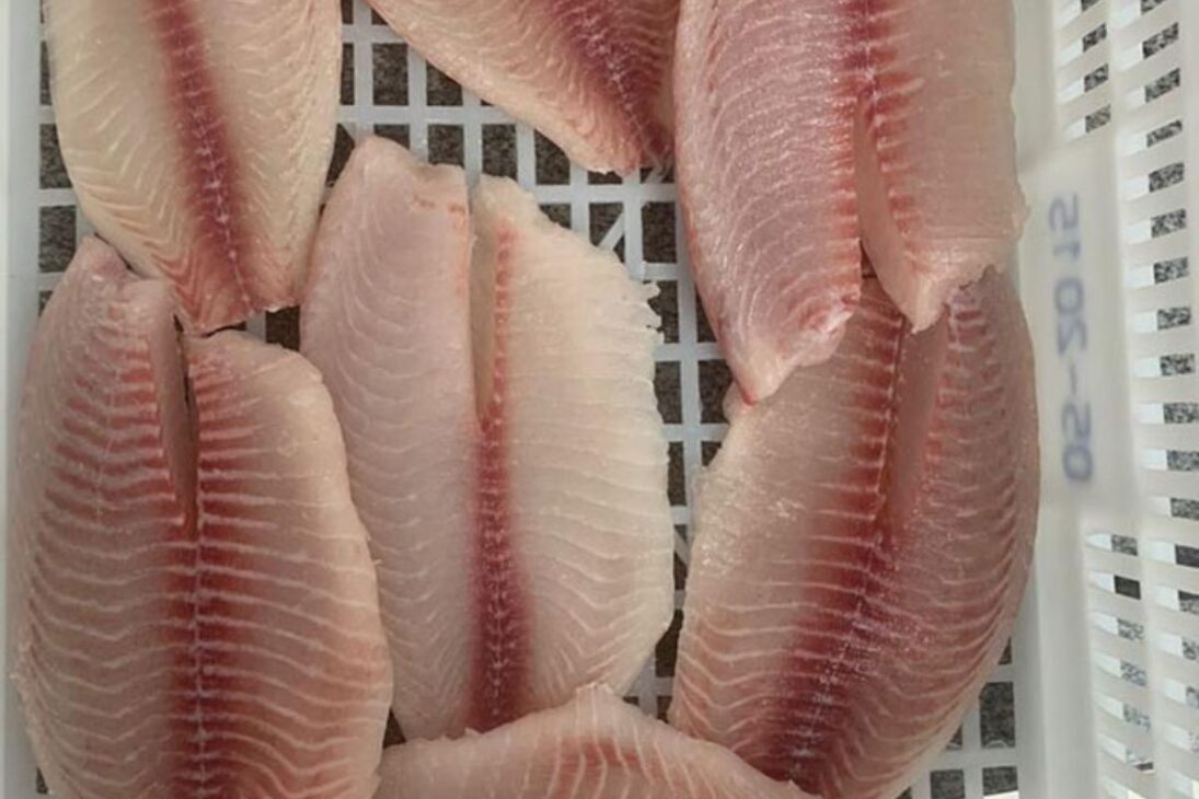 Com destaque no agronegócio, a produção de tilápia no Brasil cresce e encontra novas oportunidades internacionais, especialmente nos Estados Unidos e Europa, segundo estudo da Embrapa
