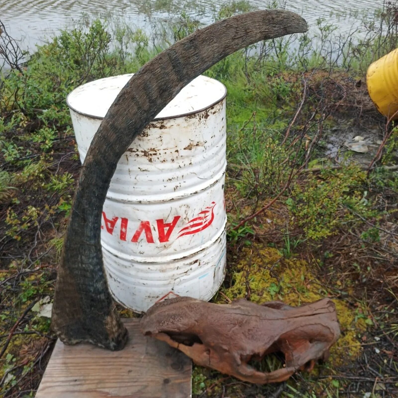 Maior Chifre de rinoceronte -lanoso já encontrado