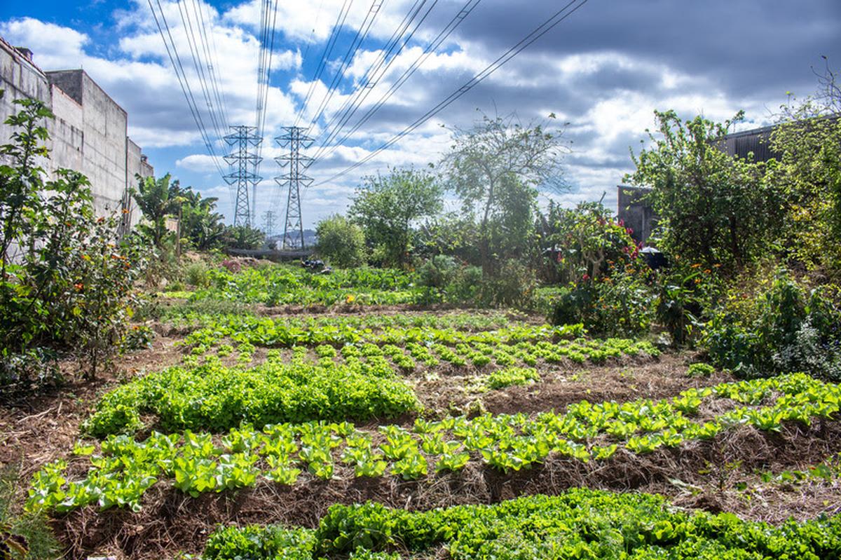 Horta urbana sob linhas de energia em São Paulo mostra como terrenos ociosos foram transformados em espaços produtivos e sustentáveis.