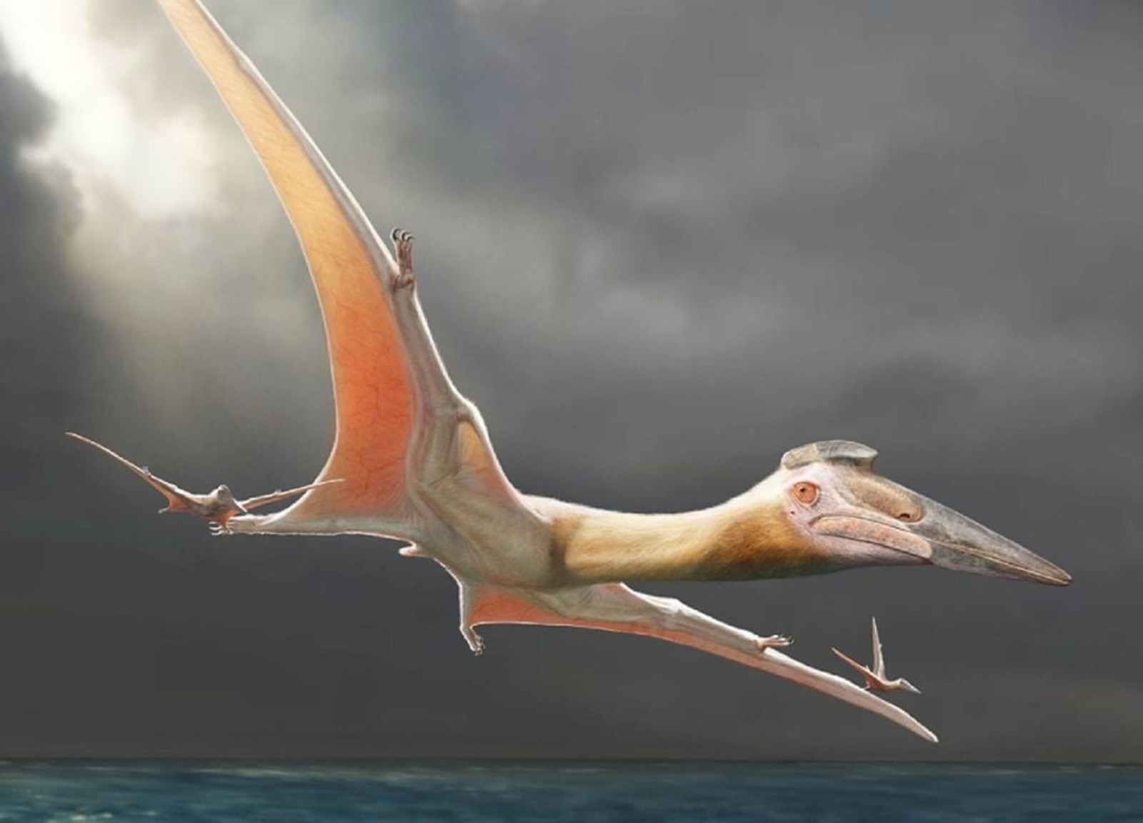 pterossauro, Fóssil, Síria