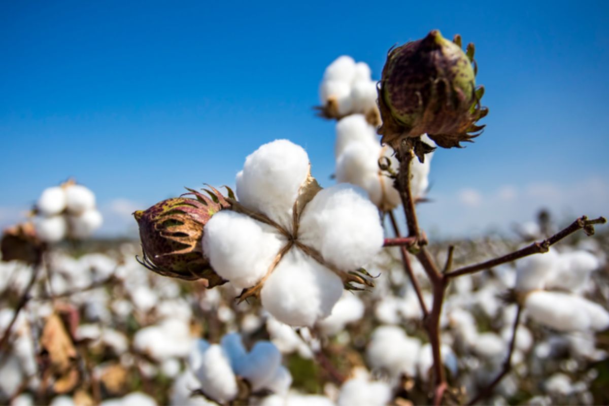 A produção de algodão no Brasil é uma das grandes protagonistas do agronegócio nacional e está consolidada entre as cinco principais lavouras do país. O setor movimenta bilhões de reais, gera empregos e fortalece a imagem do Brasil como potência agrícola mundial