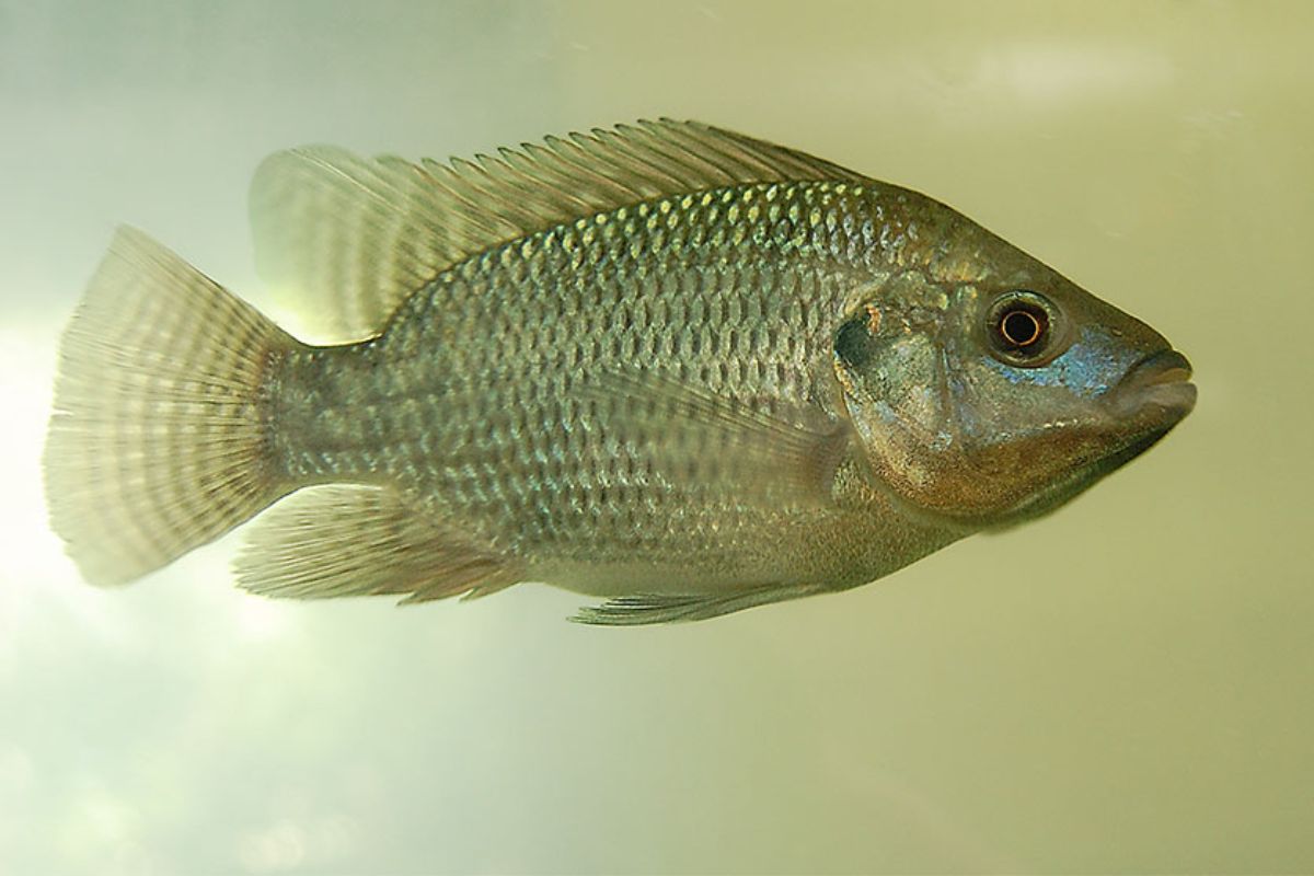 A produção de tilápia sustentável vem se consolidando como uma das principais apostas para o futuro da piscicultura brasileira