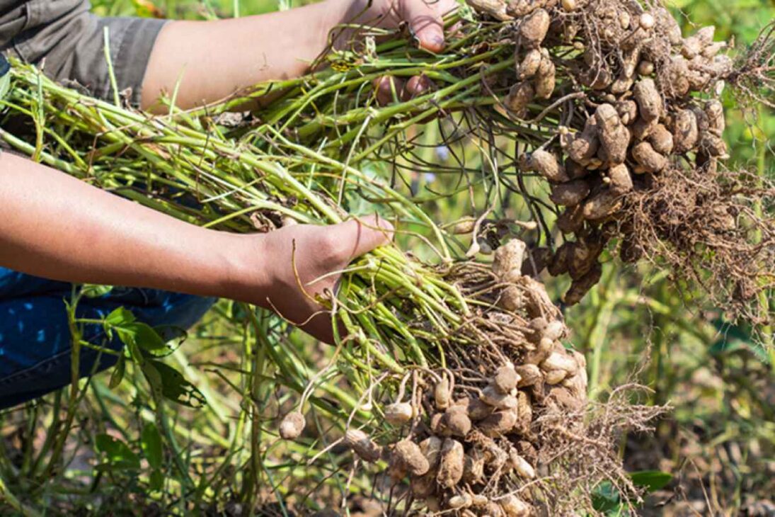 Veja como a colheita de amendoim com máquinas gigantes transforma a lavoura de amendoim em toneladas de amendoim para virar manteiga de amendoim cremosa.