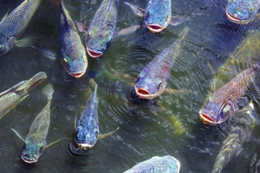 Criação de peixes em caixa d'água com tilápias, água sem cloro, temperatura da água ideal e aquaponia simples para iniciantes.