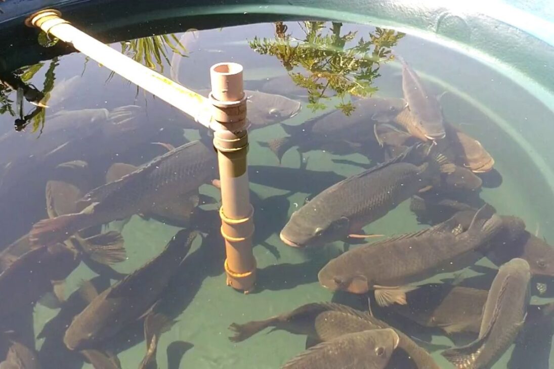 Criação de peixes em caixa d'água com tilápias, água sem cloro, temperatura da água ideal e aquaponia simples para iniciantes.