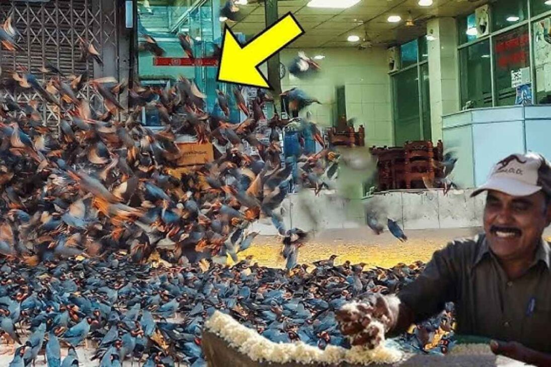 Joseph transforma o telhado em santuário para milhares de periquitos em Chennai, gasta parte da renda com arroz todos os dias e mantém uma rotina impressionante há anos.