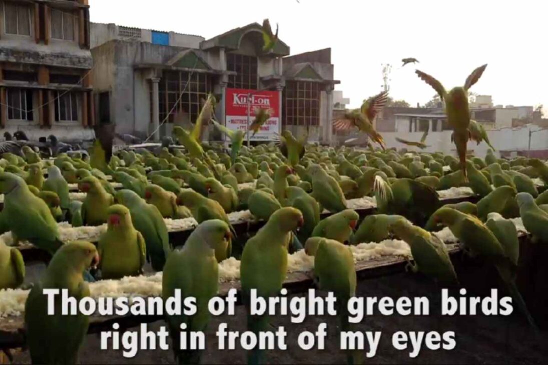 Joseph transforma o telhado em santuário para milhares de periquitos em Chennai, gasta parte da renda com arroz todos os dias e mantém uma rotina impressionante há anos.