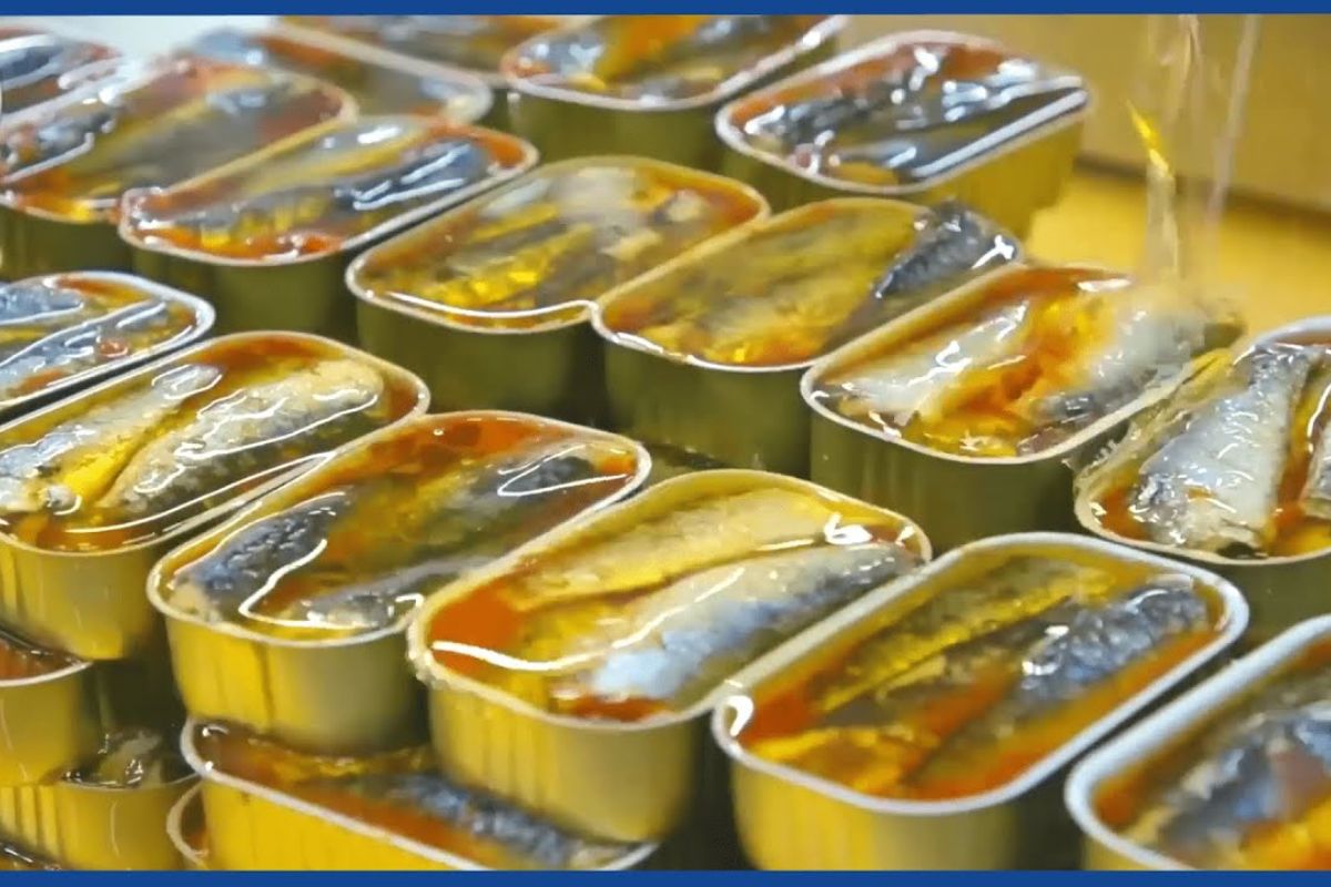 Veja como a sardinha em lata nasce da produção de sardinha na fábrica de sardinha, dentro da indústria de conservas e em cada etapa do processo da sardinha.
