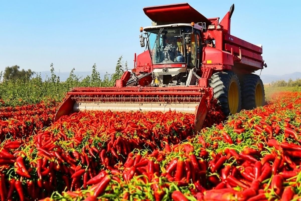 Da China aos campos de pimenta, veja como a produção de pimenta com pimenta malagueta vira molho de pimenta e molho chilli em escala industrial.