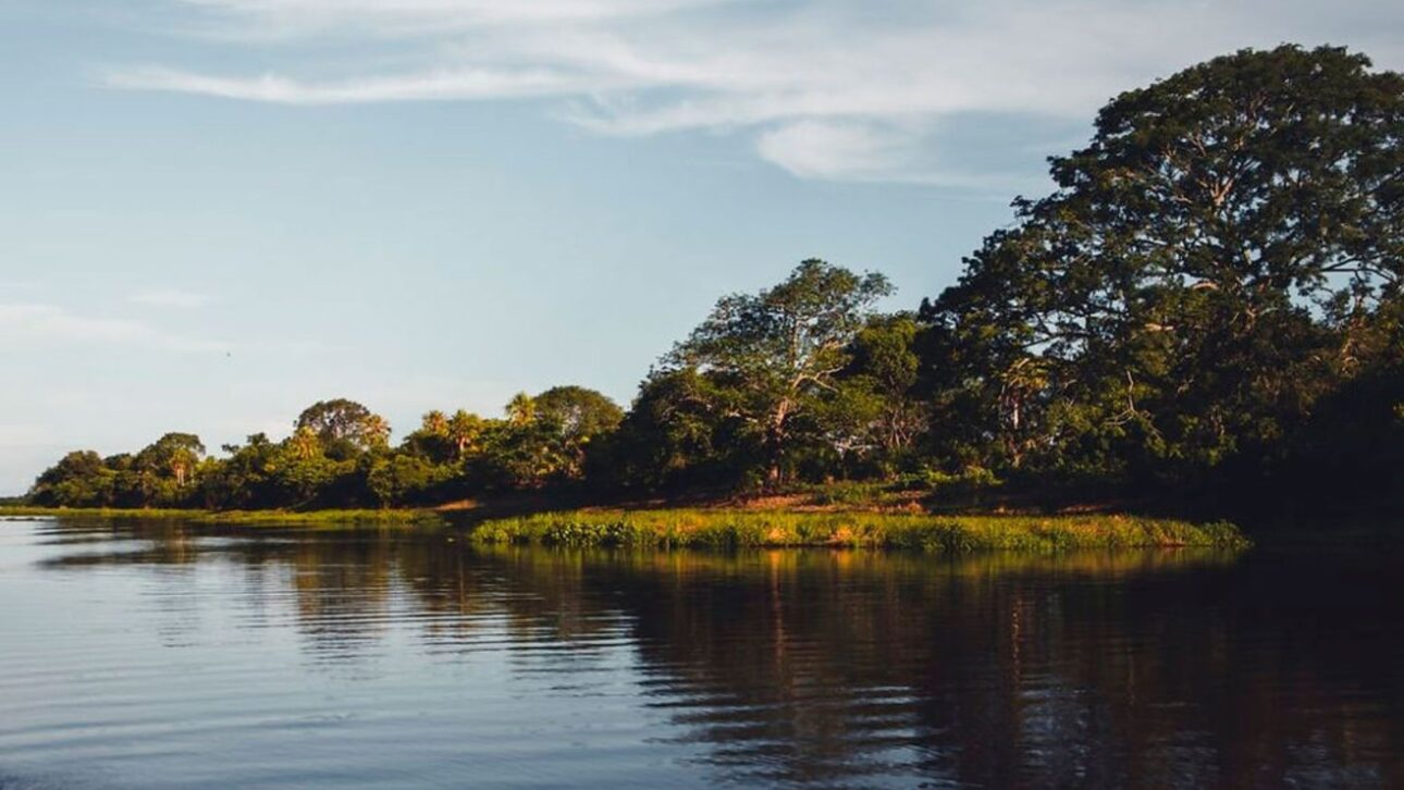 Corumbá abriga milhões de jacarés em sua vasta área alagada no Pantanal, enquanto a presença dos animais na zona urbana permanece extremamente rara.
