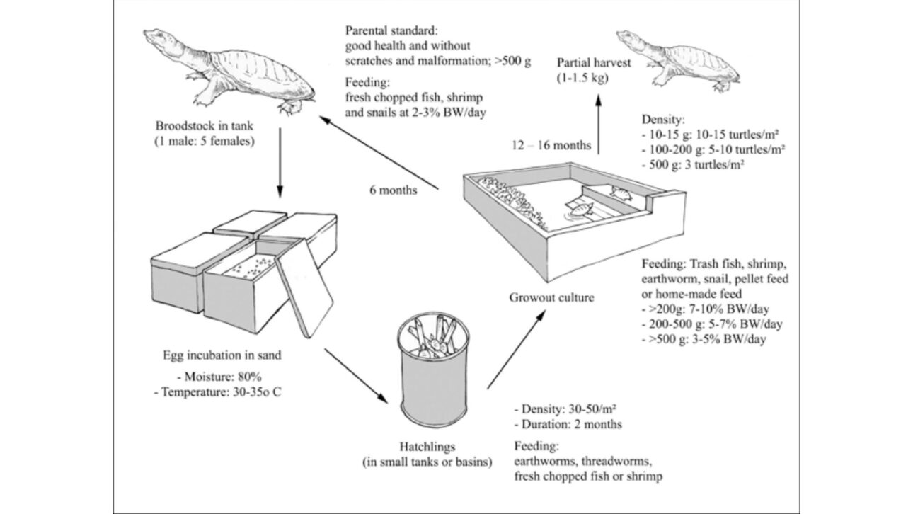 Criação industrial de tartarugas na China movimenta milhões de animais por ano e revela um agronegócio bilionário pouco conhecido pelo público.