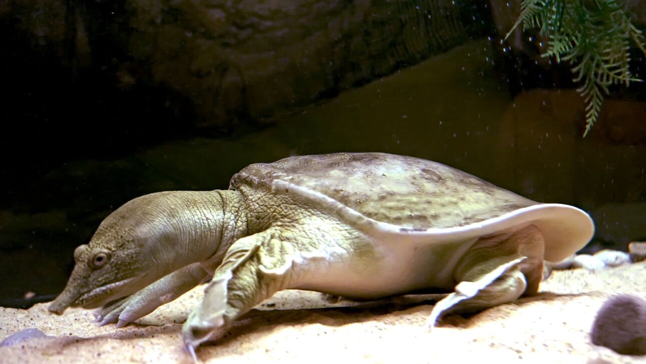 Criação industrial de tartarugas na China movimenta milhões de animais por ano e revela um agronegócio bilionário pouco conhecido pelo público.