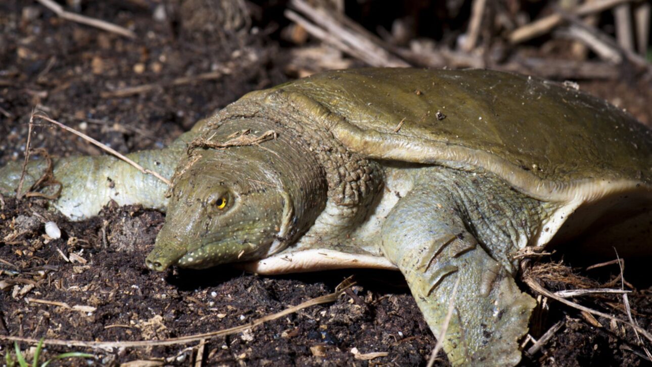 Criação industrial de tartarugas na China movimenta milhões de animais por ano e revela um agronegócio bilionário pouco conhecido pelo público.