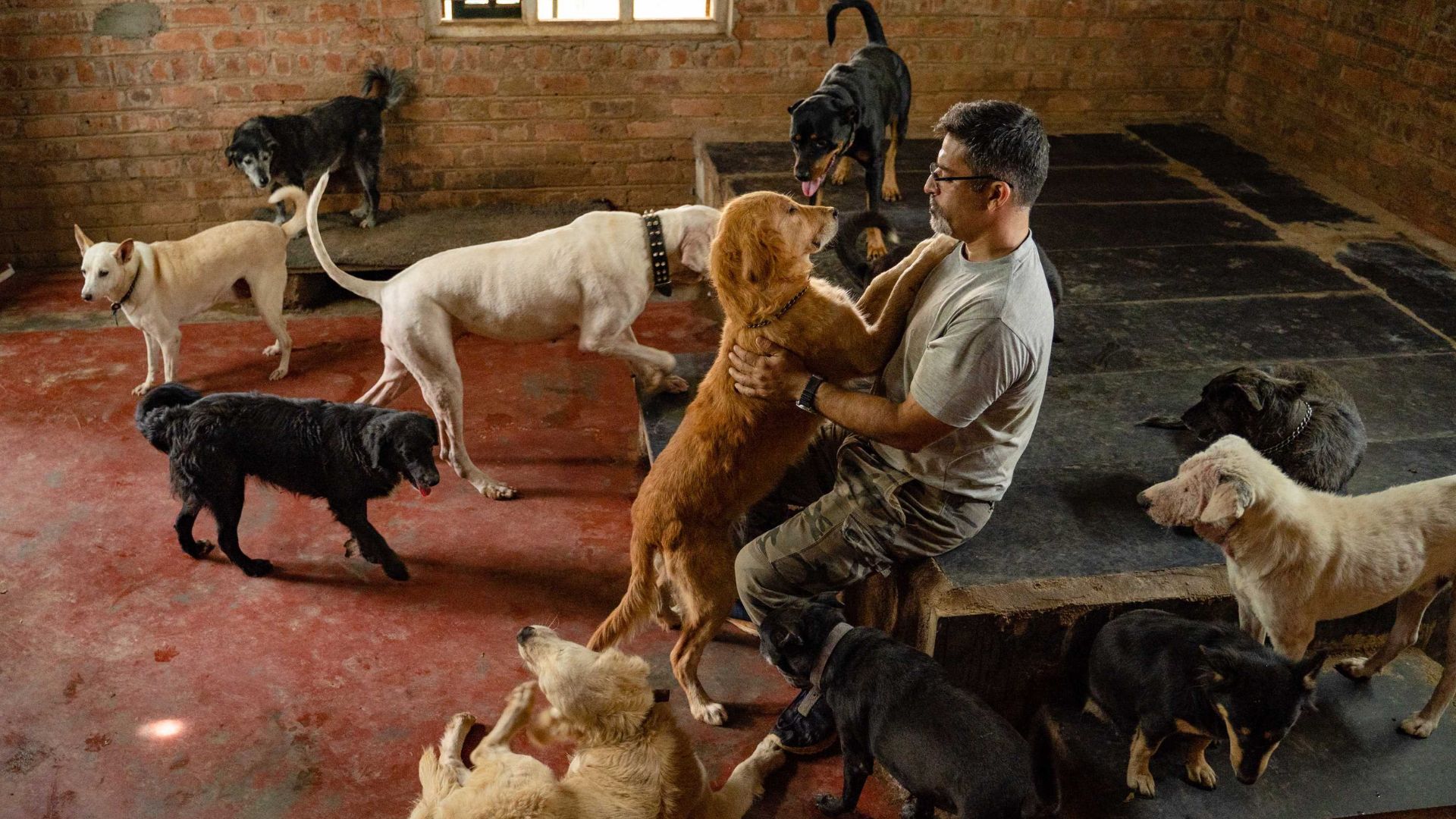 Empresário indiano vende tudo, deixa a carreira corporativa e cria santuário que abriga 1.700 cães resgatados com necessidades especiais.