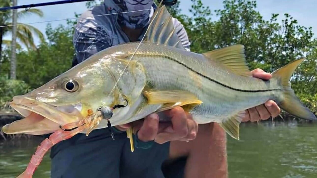 Robalo ganha destaque internacional por seu perfil nutritivo e supera o salmão em leveza e densidade nutricional, segundo ranking científico.