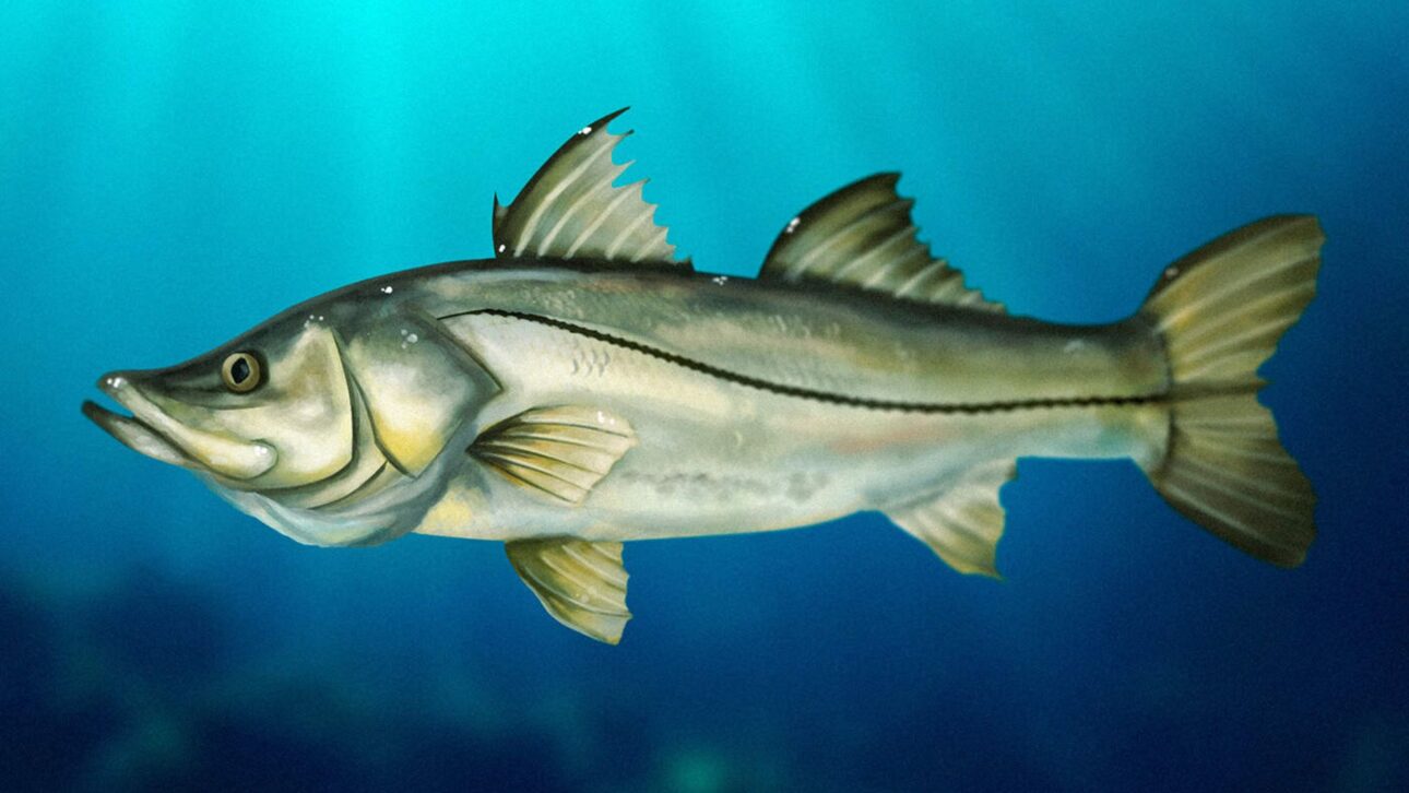 Robalo ganha destaque internacional por seu perfil nutritivo e supera o salmão em leveza e densidade nutricional, segundo ranking científico.