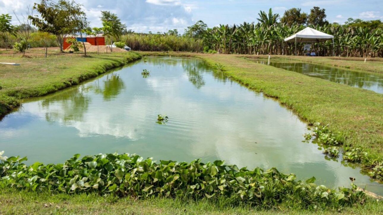 Turismo rural em Palmas (TO): casal de agricultores combina criação de peixes, galinha caipira e pesque-pague para diversificar renda no campo.