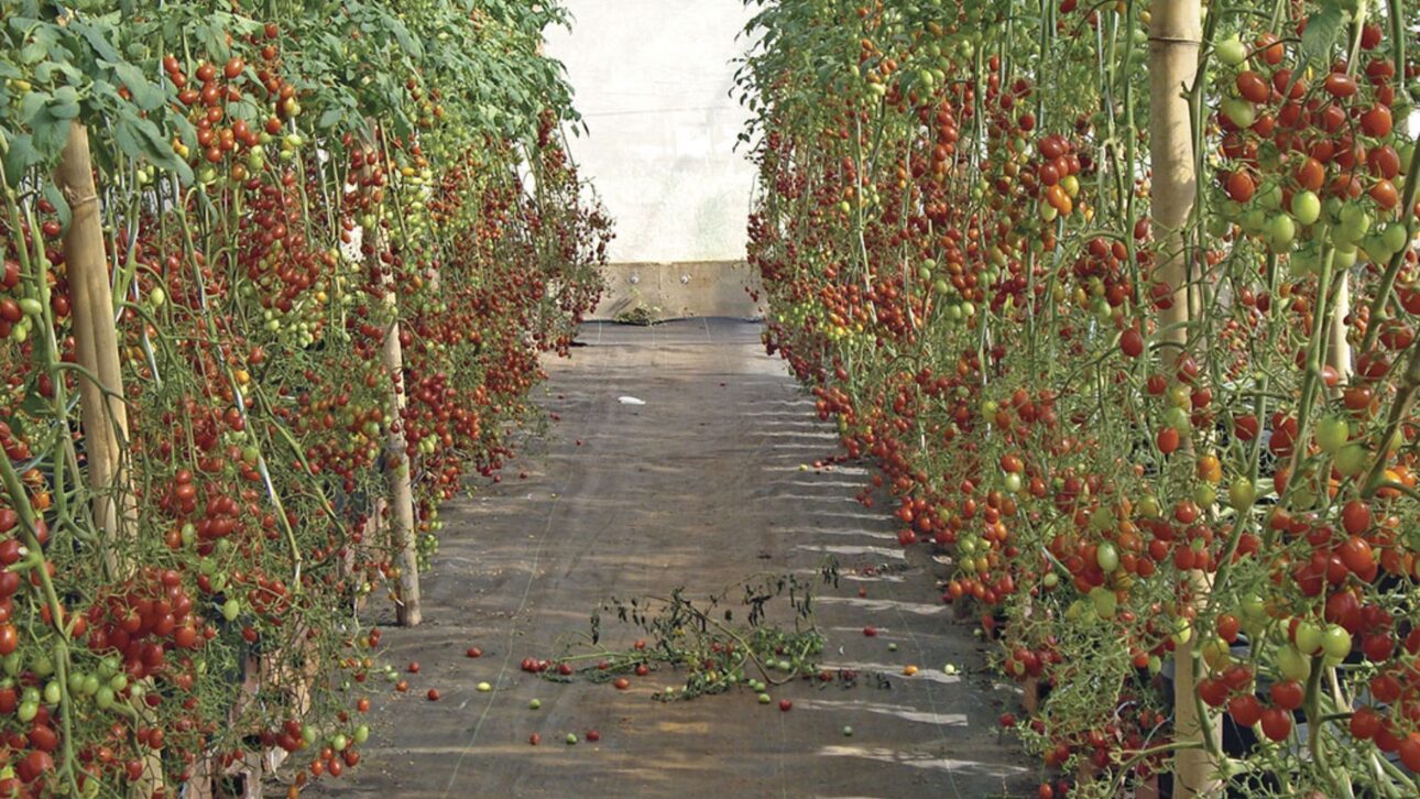 Produção de pimentão em Itápolis cresce com estufas, fertirrigação e carrossel de colheita, aumentando produtividade e reduzindo perdas.