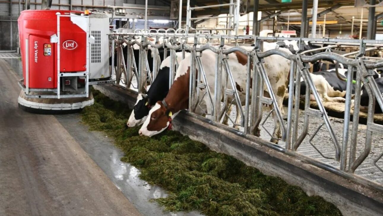Fazenda na Tasmânia opera 24h com oito robôs e apenas um funcionário, mostrando como a automação transforma a produção de leite no mundo.