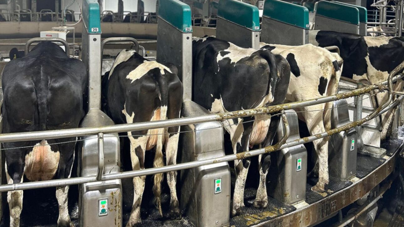 Fazenda na Tasmânia opera 24h com oito robôs e apenas um funcionário, mostrando como a automação transforma a produção de leite no mundo.