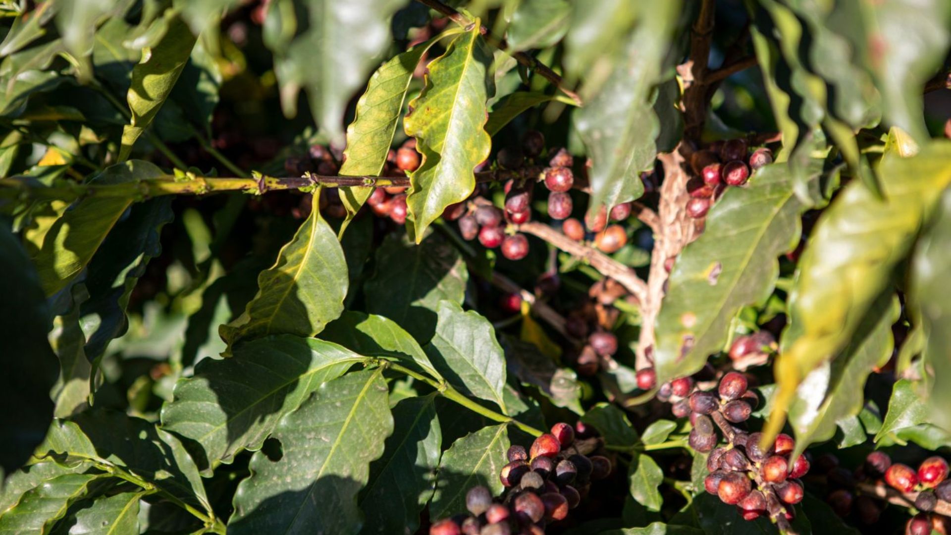 Descubra Espírito Santo do Pinhal, a Capital do Café, com clima de serra, fazendas históricas, cafés especiais e experiências rurais únicas.