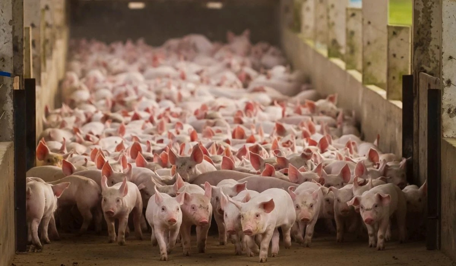 Porcos, Suínos, Suinocultura, Toledo