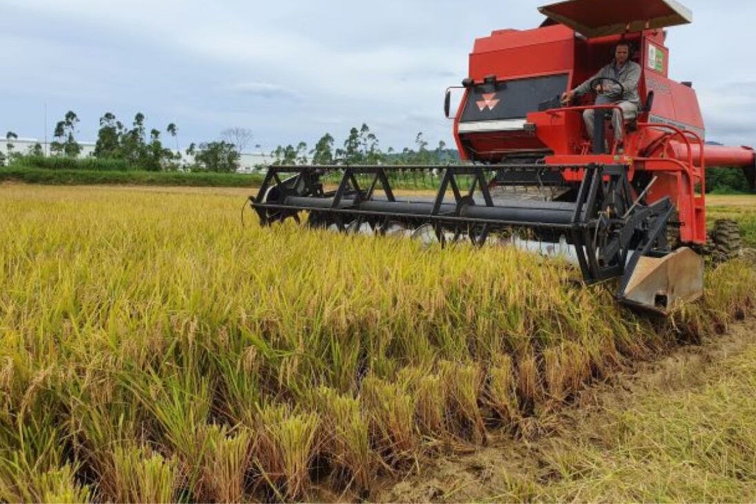 Desenvolvido pela Epagri em parceria com a Embrapa, o grão conquistou projeção internacional ao figurar entre os finalistas do GBA Award for Impact and Leadership in Bioeconomy 2025, promovido pela Global Bioeconomy Alliance, na Dinamarca