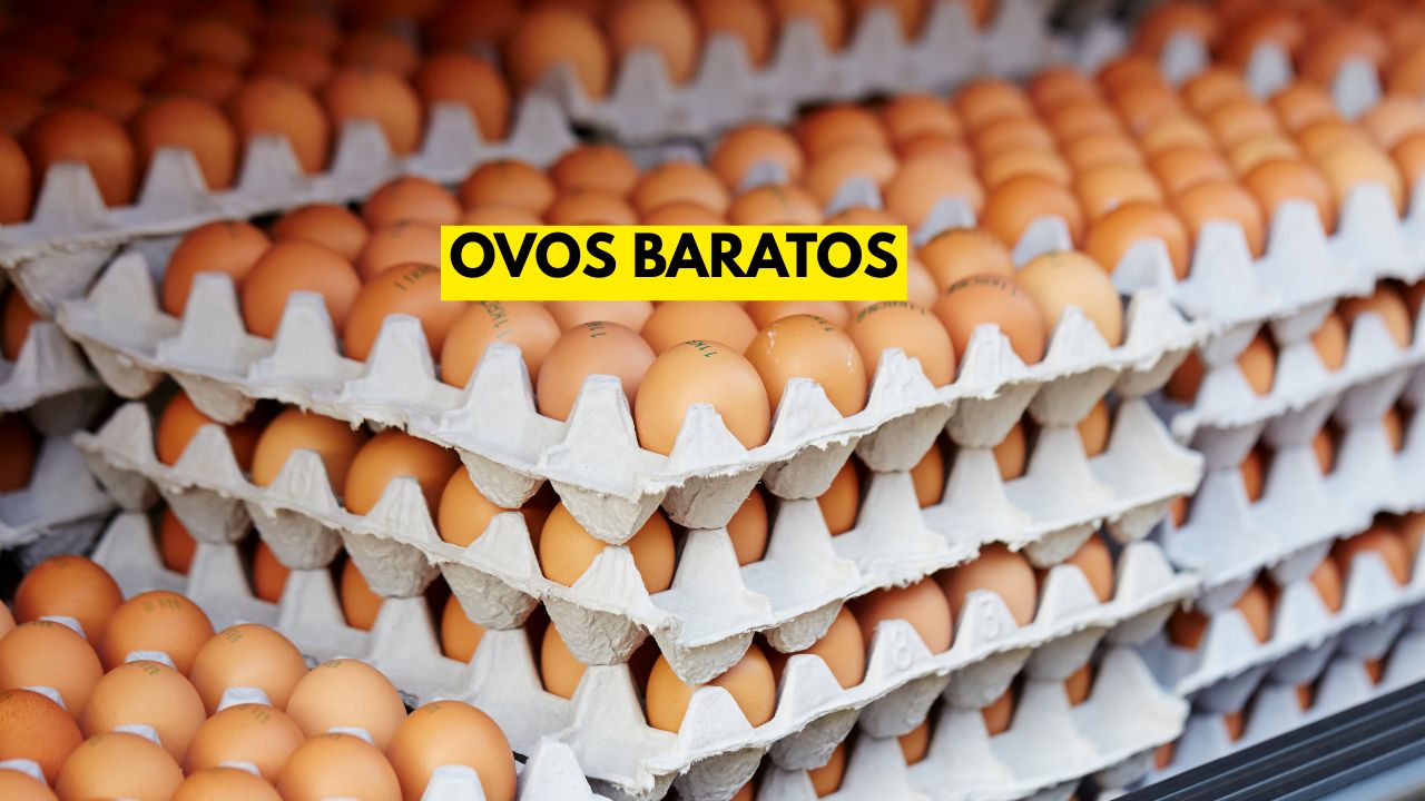Em Bastos (SP), ovos brancos e vermelhos registraram as menores cotações desde nov/2024. Segundo o Cepea, maior oferta interna e demanda baixa impulsionam a queda — e no exterior, os EUA recuam como destino enquanto o Japão assume.