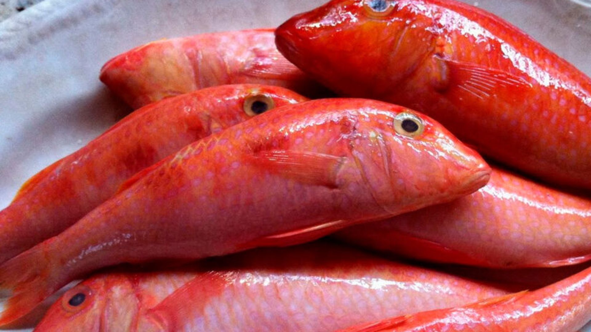 Peixe trilha fresco com aspecto brilhante em bancada.