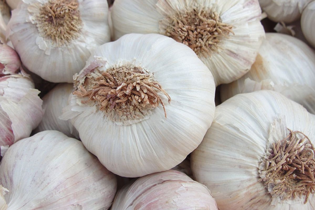 A produção de alho no Brasil ganha novo direcionamento com a publicação oficial do zoneamento agrícola específico para essa hortaliça, trazendo informações estruturadas sobre riscos climáticos, janelas de plantio e condições adequadas para cultivares nobres