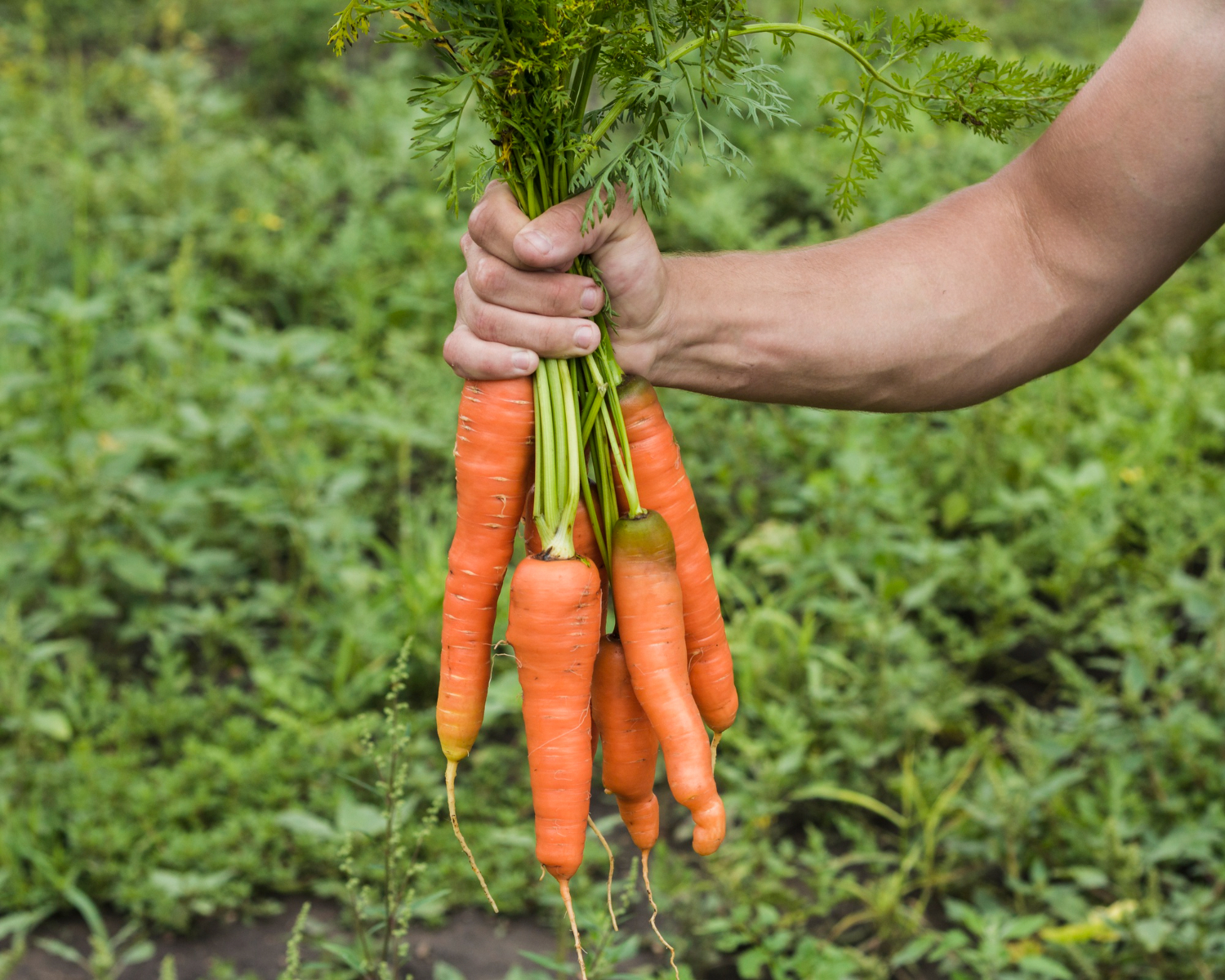 A queda no preço da cenoura registrada nos primeiros dias de novembro trouxe novo foco ao comportamento recente dos hortigranjeiros monitorados pela Conab