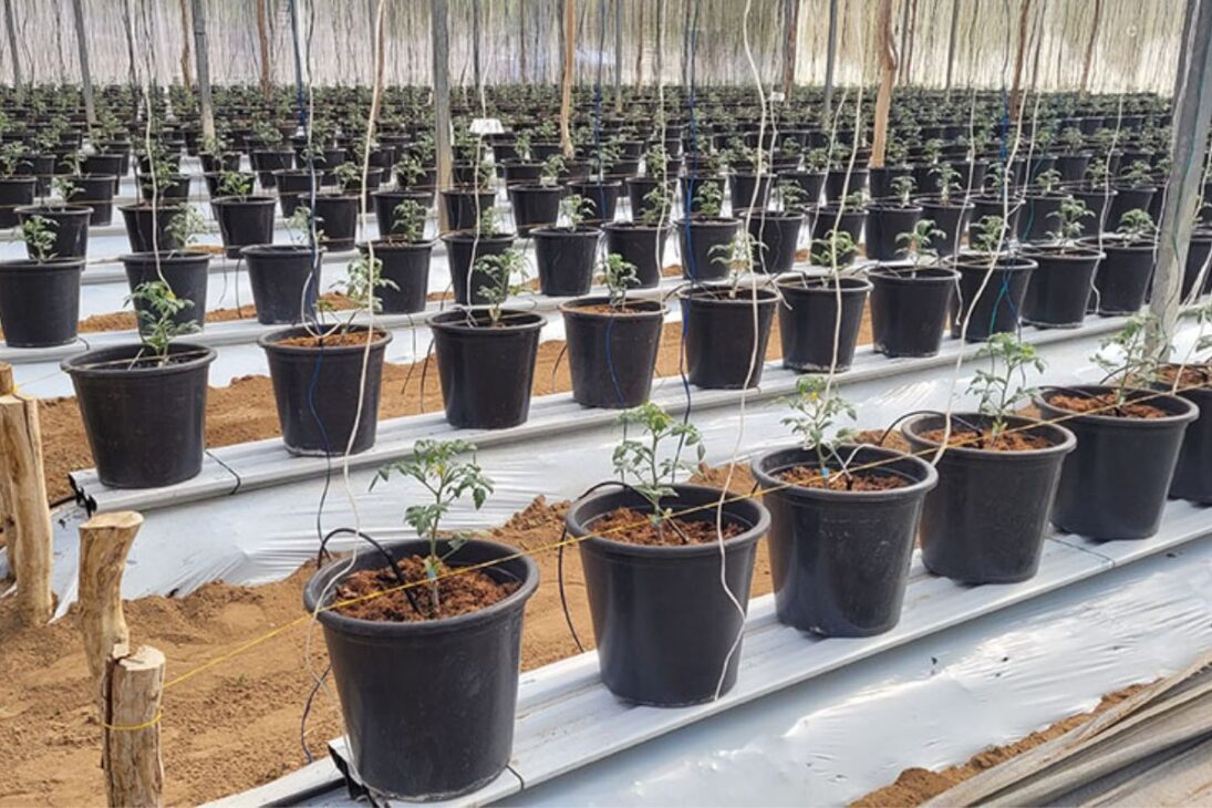 A introdução de processos que controlam a salinidade da solução nutritiva tem relação direta com o desempenho das plantas no cultivo em substrato