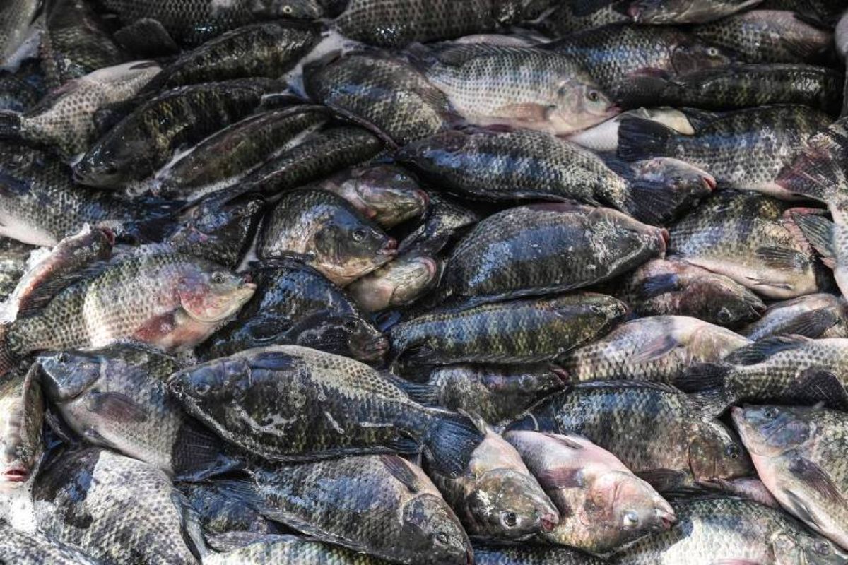 Governo suspende lista nacional de espécies exóticas invasoras, cita tilápia, Ministério do Meio Ambiente e impactos na biodiversidade brasileira.