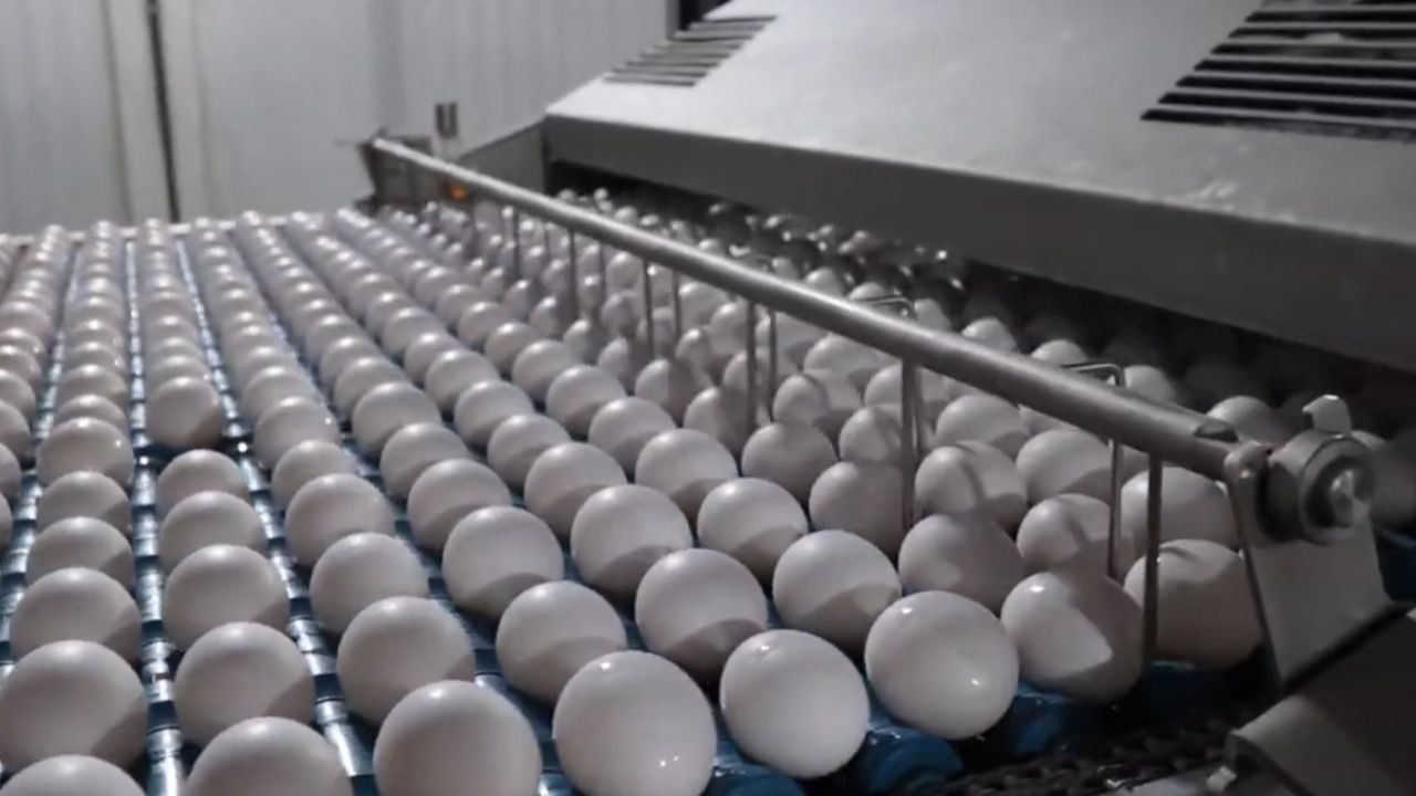 Granja Faria transforma dono de lavanderia em rei do ovo, lidera a produção de ovos, com produção de 16 milhões de ovos por dia e constrói um império de ovos.