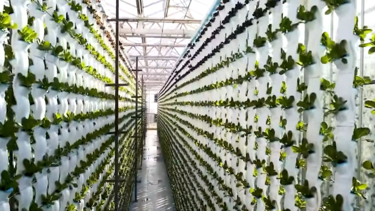 fazenda robótica e fazenda totalmente robótica: agricultura com IA, máquinas autônomas e sensores avançados mudam plantio e gado na China.