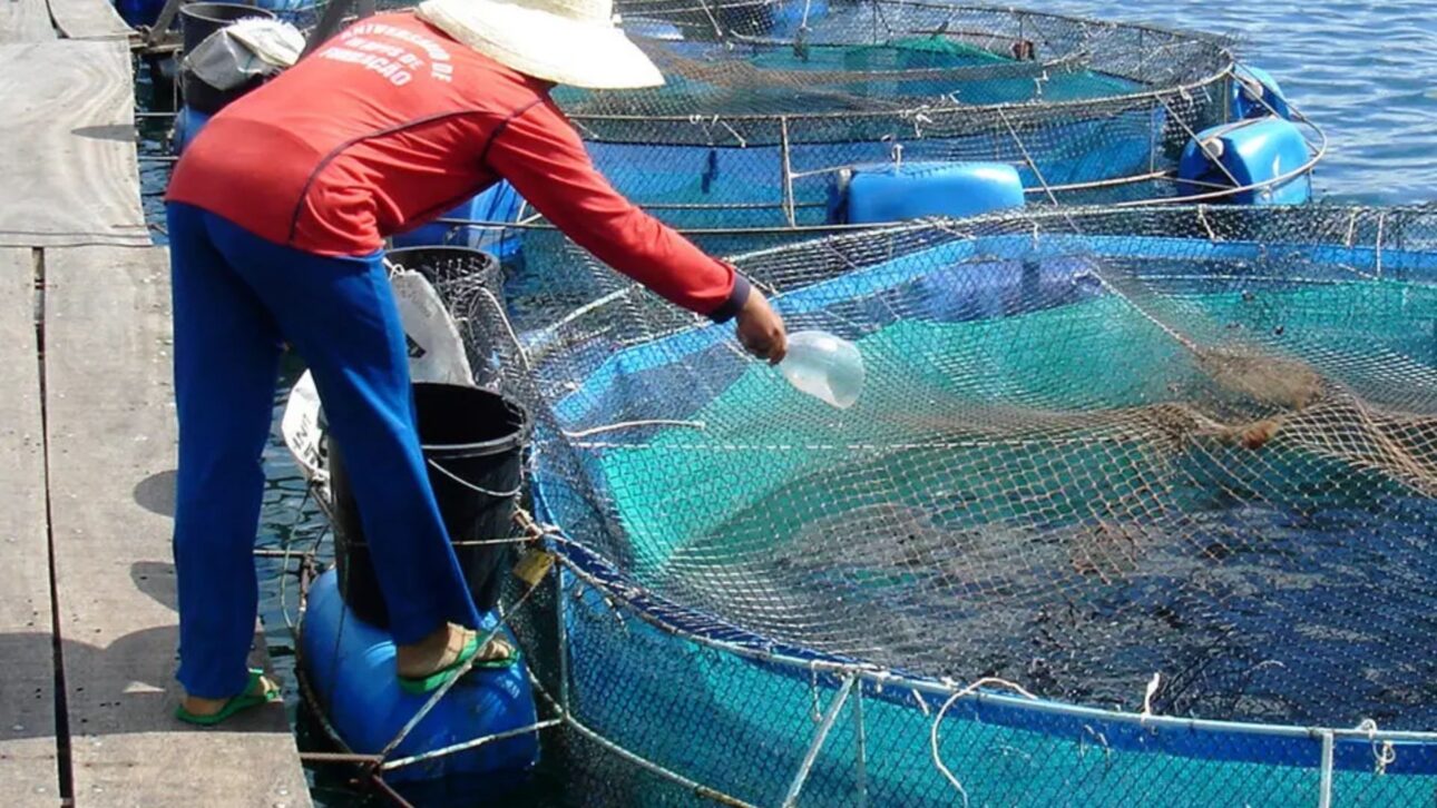 Verão impulsiona a tilapicultura no Brasil, com aumento do consumo, produção em alta e projeções de crescimento de receita para o setor.