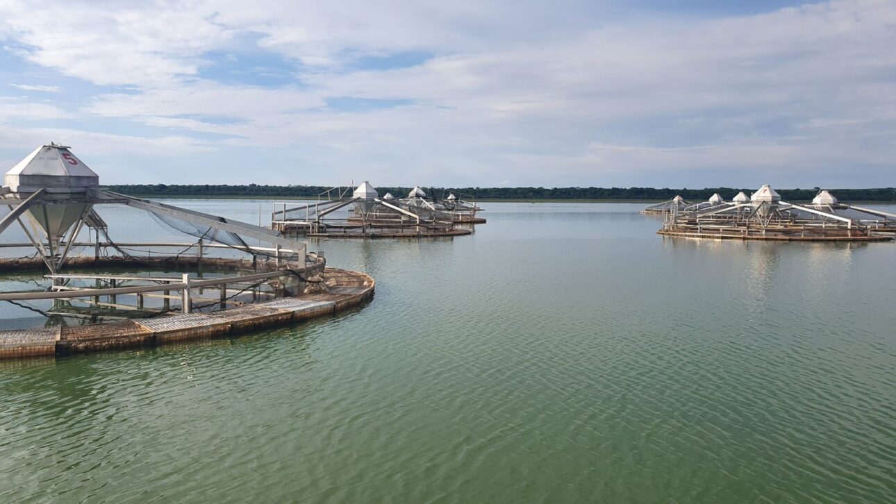 Verão impulsiona a tilapicultura no Brasil, com aumento do consumo, produção em alta e projeções de crescimento de receita para o setor.