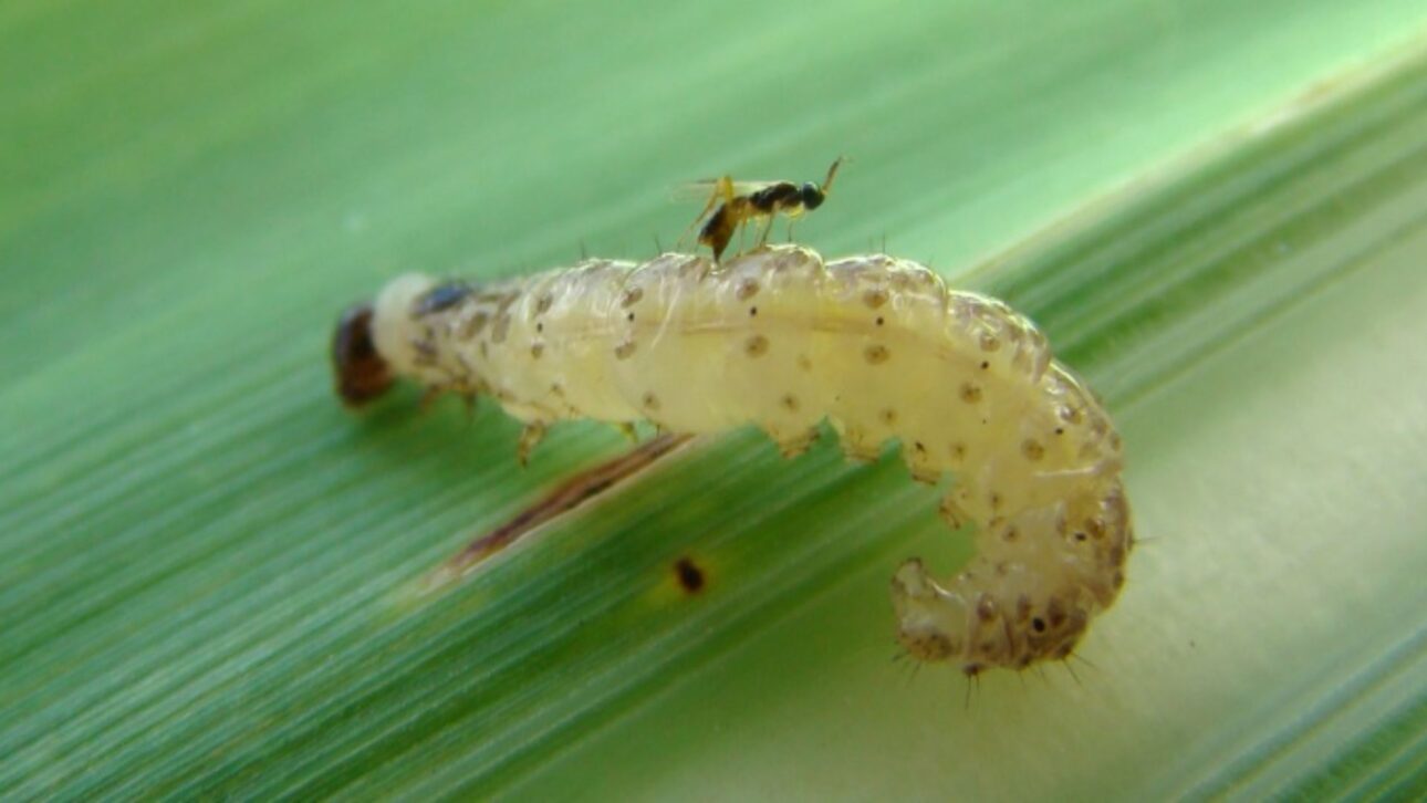 Brasil libera bilhões de microvespas em canaviais para controlar pragas, reduzir inseticidas e proteger a produção de açúcar e etanol.
