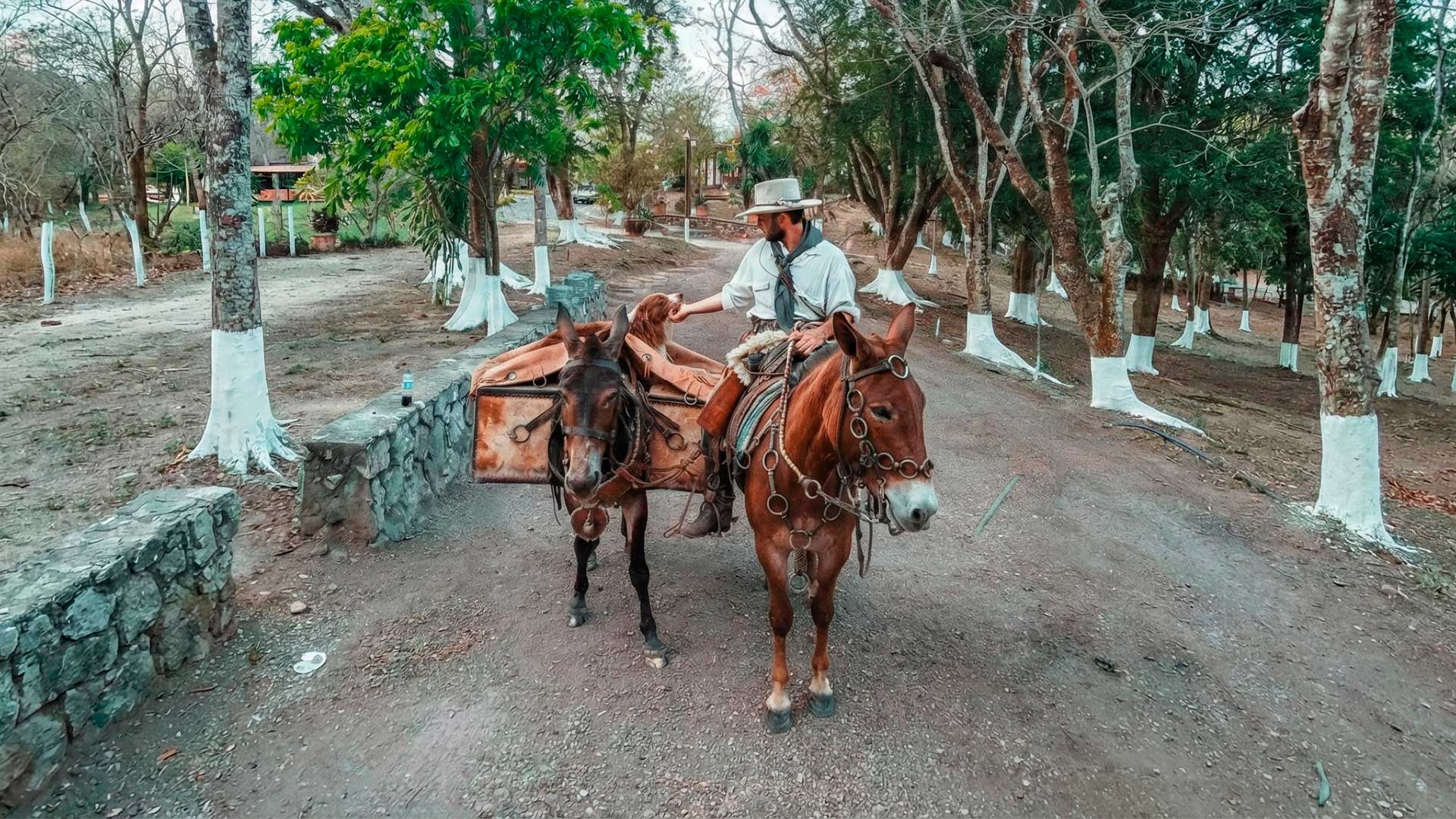Montado em uma mula e com outra de reserva, saindo dos EUA em direção ao Brasil, engenheiro brasileiro quer atravessar as Américas em uma expedição de cerca de 10 mil km com duração de 2 anos