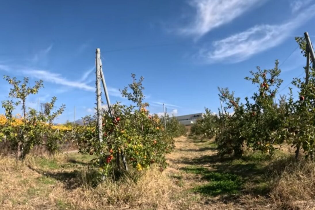 No Japão, agricultor brasileiro cultiva couve e hortaliças em montanha e transforma o trabalho na roça em renda estável.