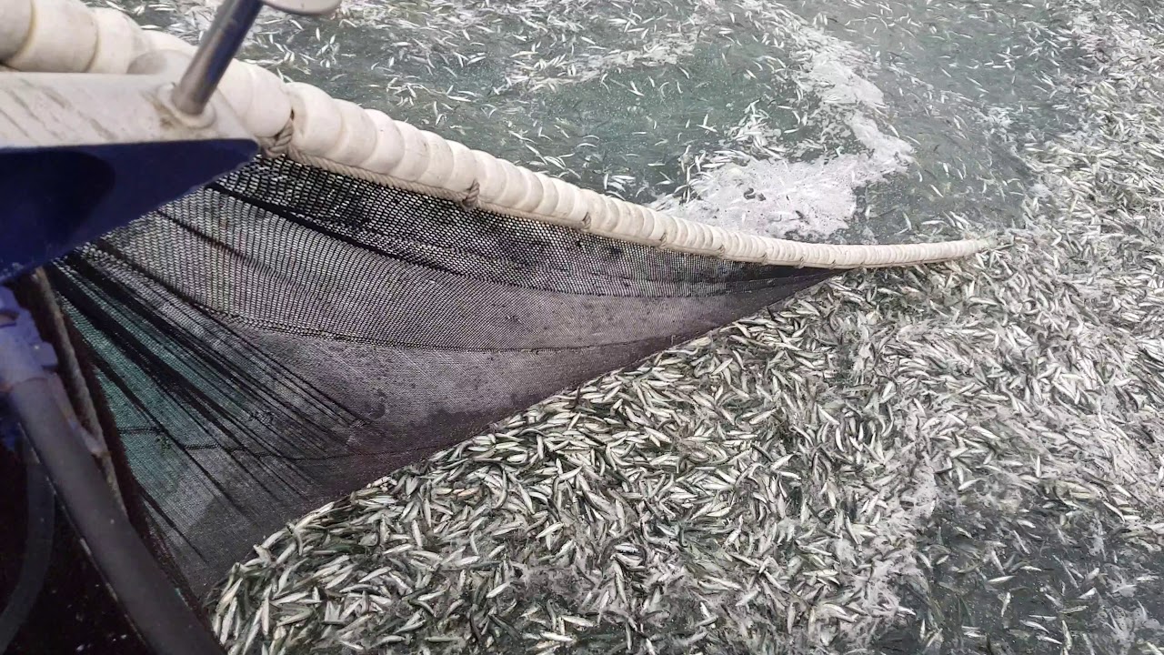 Com mais de 150 mil toneladas exportadas por ano e domínio absoluto das conservas, o Marrocos se consolida como maior produtor de sardinha do mundo e transforma a indústria pesqueira em um dos pilares da economia global