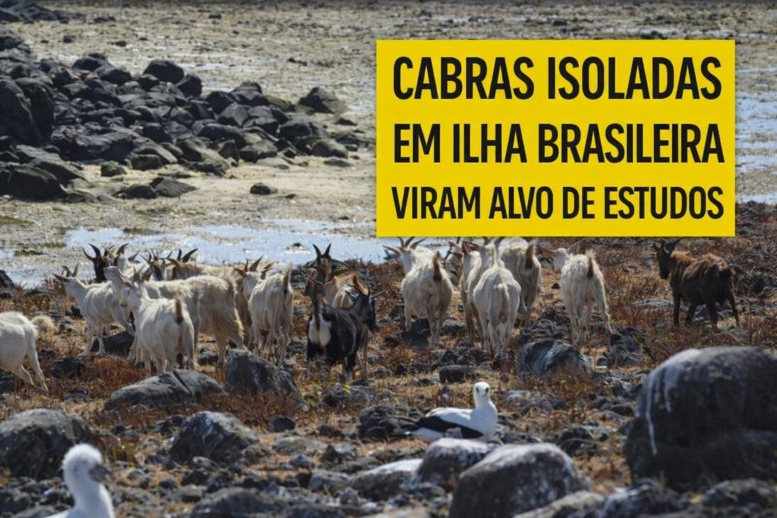 Cabras, Ilha, Brasil, estudos